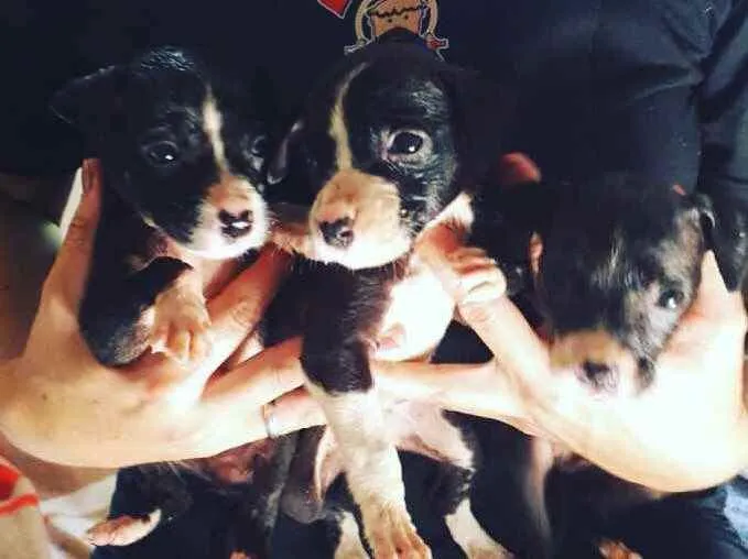 Cachorro ra a Vira-latas idade Abaixo de 2 meses nome Pequenos