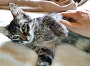 Gato raça SRD-ViraLata idade 2 a 6 meses nome TÁCIO TIGRE