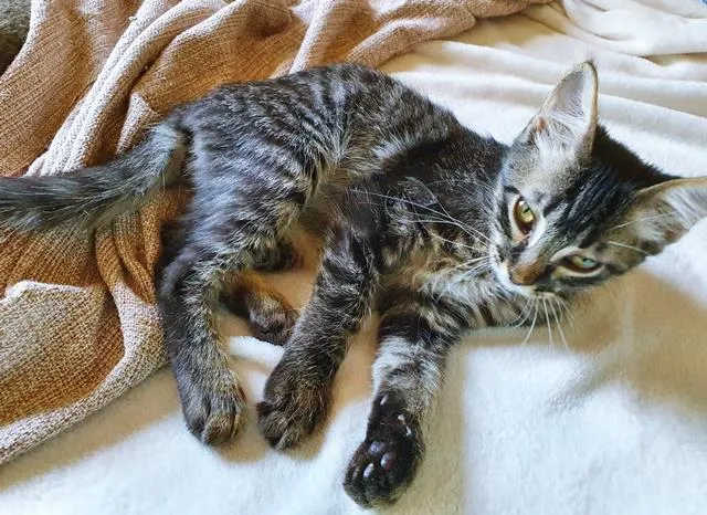 Gato raça SRD-ViraLata idade 2 a 6 meses nome TÁCIO TIGRE