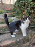 Missi