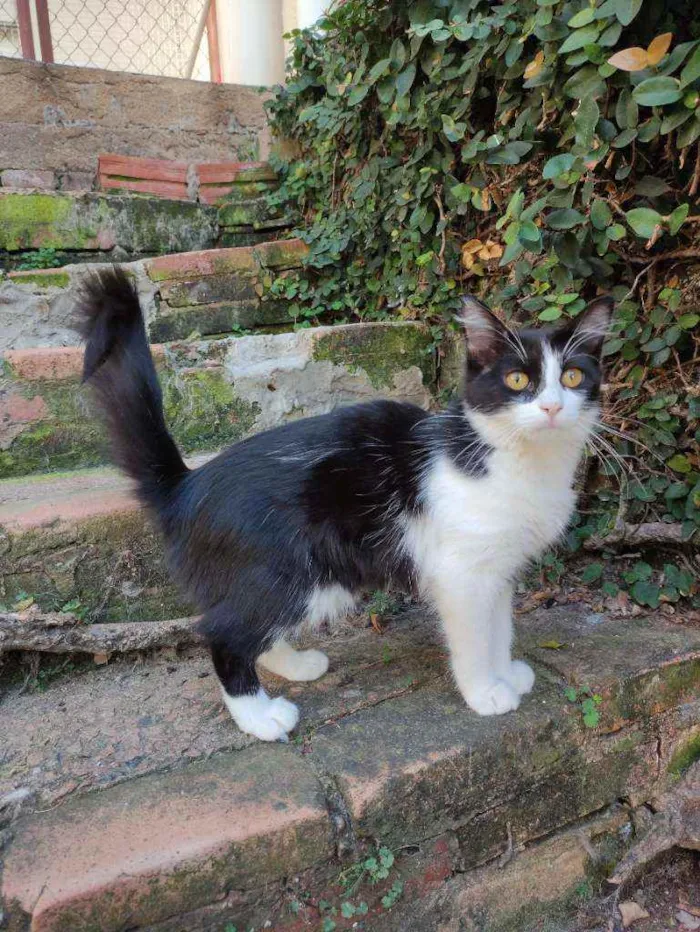 Gato ra a Srd idade 2 a 6 meses nome Missi