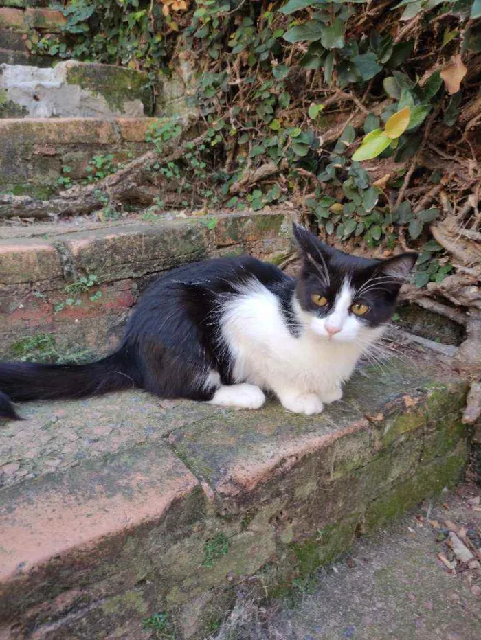 Gato ra a Srd idade 2 a 6 meses nome Missi