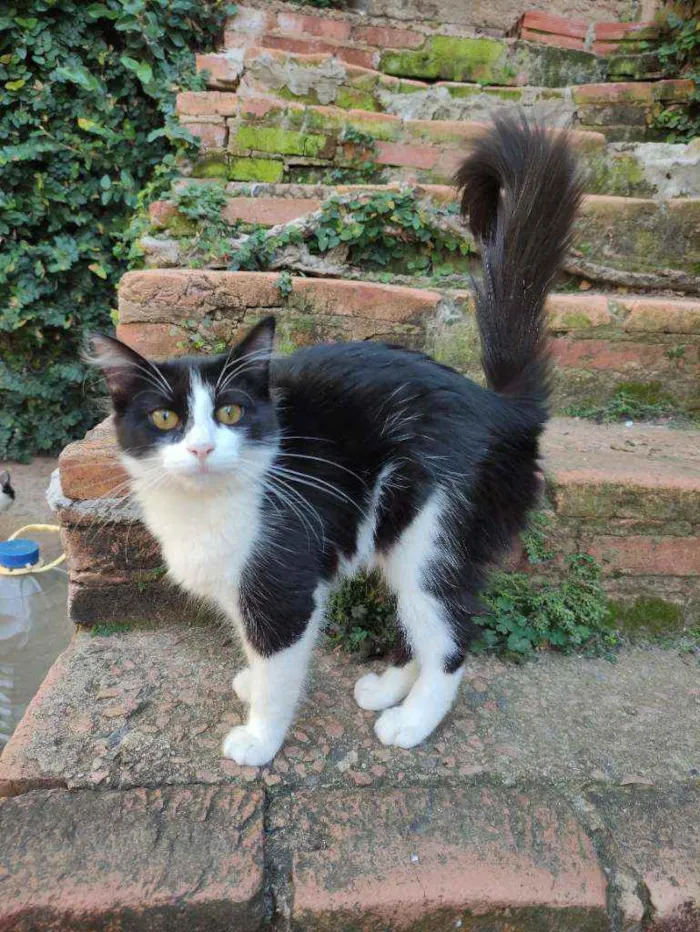 Gato ra a Srd idade 2 a 6 meses nome Missi