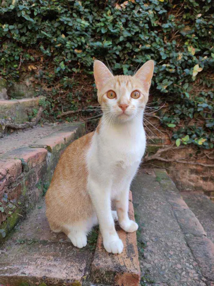 Gato ra a Srd idade 7 a 11 meses nome Ferrugem