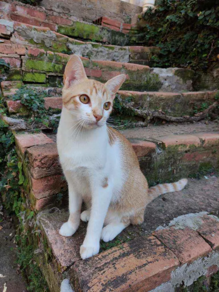 Gato ra a Srd idade 7 a 11 meses nome Ferrugem