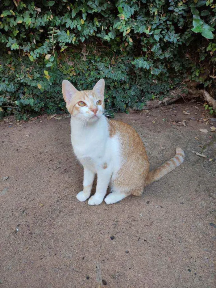 Gato ra a Srd idade 7 a 11 meses nome Ferrugem