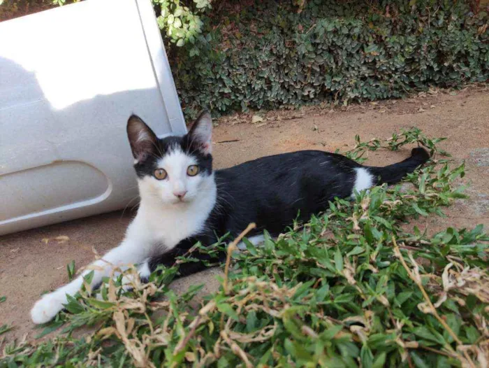 Gato ra a Srd idade 2 a 6 meses nome Petit