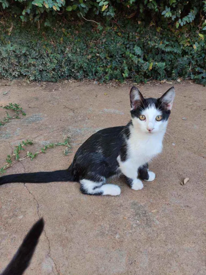 Gato ra a Srd idade 2 a 6 meses nome Petit