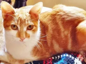 Gato raça SRD-ViraLata idade 2 a 6 meses nome LEANDRO LARANJA