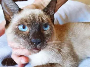Gato raça SRD-ViraLata idade 2 a 6 meses nome SILMARA SIAMESA