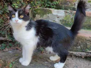 Gato raça Srd idade 2 a 6 meses nome Missi