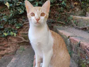 Gato raça Srd idade 7 a 11 meses nome Ferrugem
