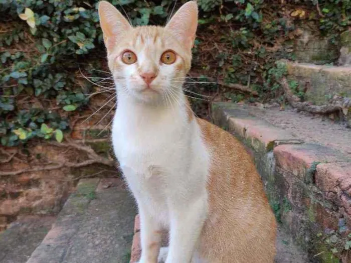 Gato ra a Srd idade 7 a 11 meses nome Ferrugem