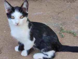 Gato raça Srd idade 2 a 6 meses nome Petit