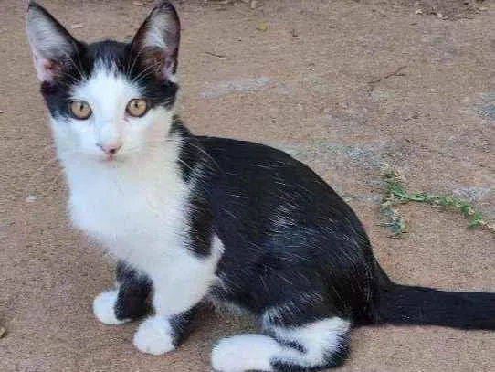 Gato ra a Srd idade 2 a 6 meses nome Petit