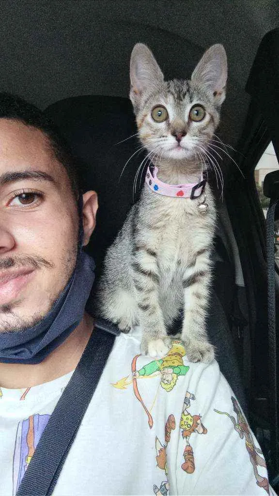 Gato ra a Sem raça  idade Abaixo de 2 meses nome Tiêta