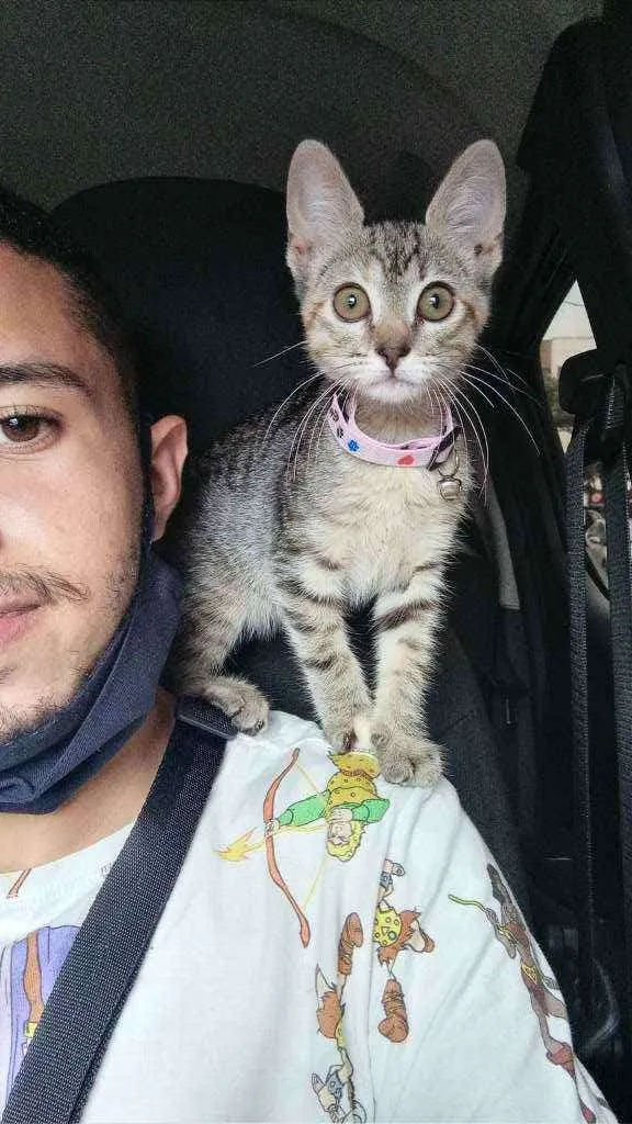 Gato ra a Sem raça  idade Abaixo de 2 meses nome Tiêta