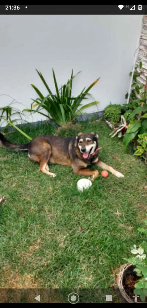 Cachorro ra a Srd idade 2 anos nome Meg