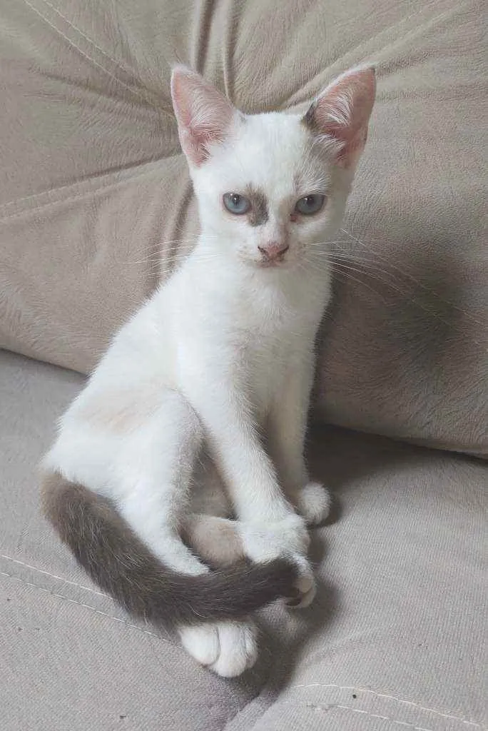 Gato raça  idade 2 a 6 meses nome jujuba