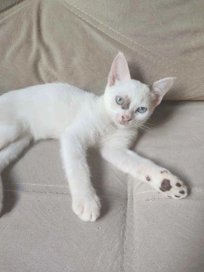 Gato raça  idade 2 a 6 meses nome jujuba