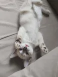 bob