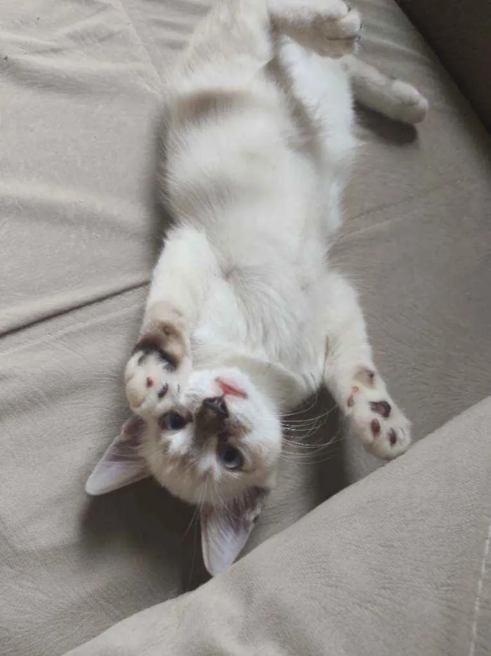 Gato raça  idade 2 a 6 meses nome bob