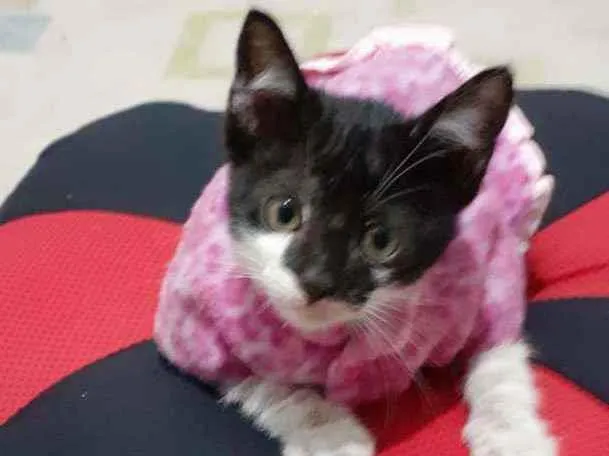 Gato ra a Gatos idade 2 a 6 meses nome Kira e kiara