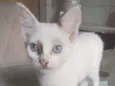 jujuba