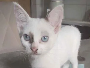 Gato raça  idade 2 a 6 meses nome jujuba