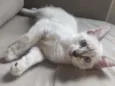 bob