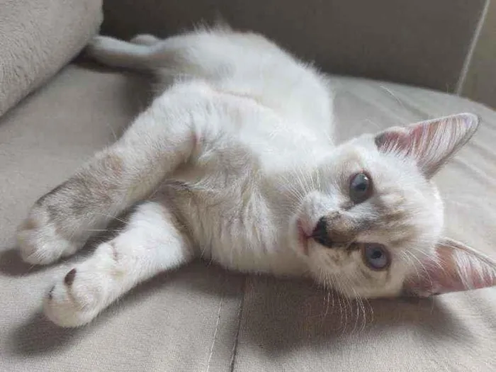 Gato raça  idade 2 a 6 meses nome bob