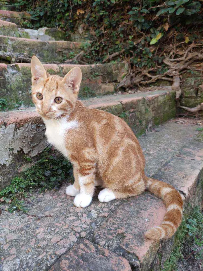 Gato ra a Srd idade 2 a 6 meses nome Harley