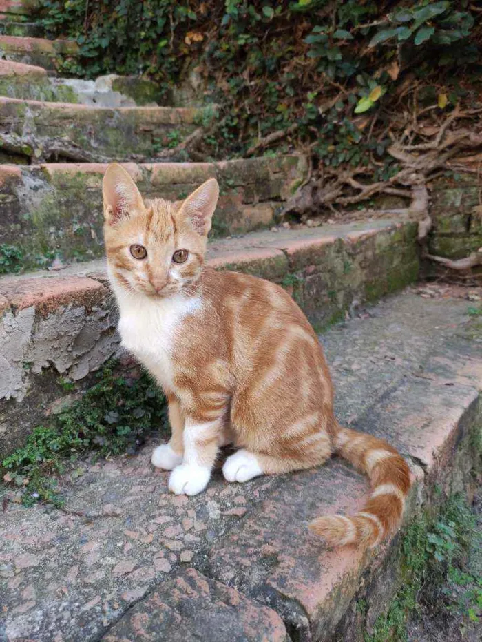 Gato ra a Srd idade 2 a 6 meses nome Harley