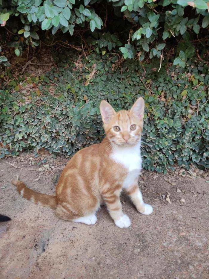 Gato ra a Srd idade 2 a 6 meses nome Harley