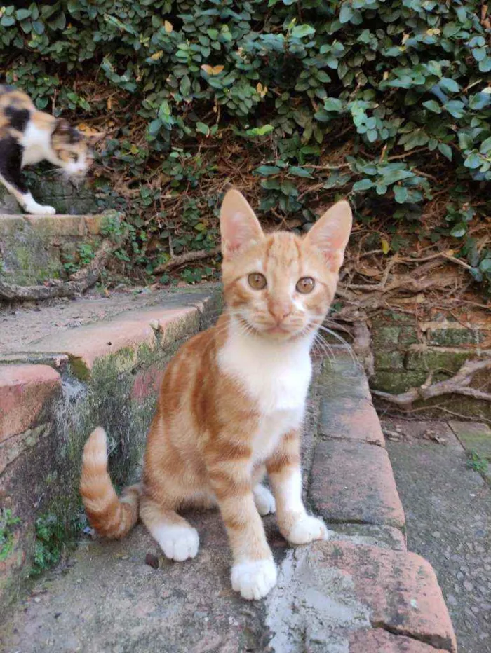 Gato ra a Srd idade 2 a 6 meses nome Harley