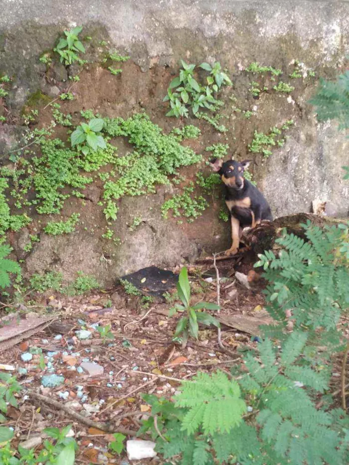 Cachorro ra a Vira lata idade 2 a 6 meses nome Hinata