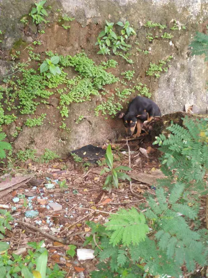 Cachorro ra a Vira lata idade 2 a 6 meses nome Hinata