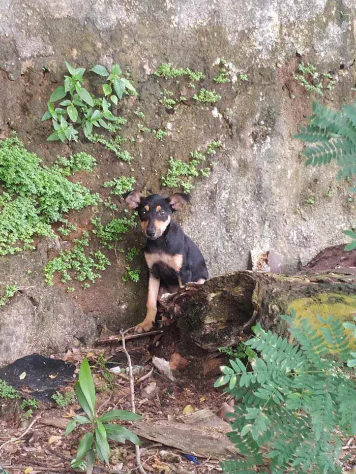 Cachorro ra a Vira lata idade 2 a 6 meses nome Hinata