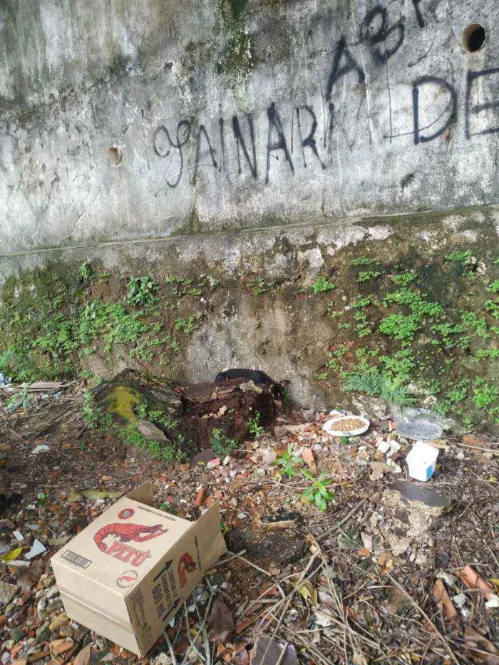 Cachorro ra a Vira lata idade 2 a 6 meses nome Hinata