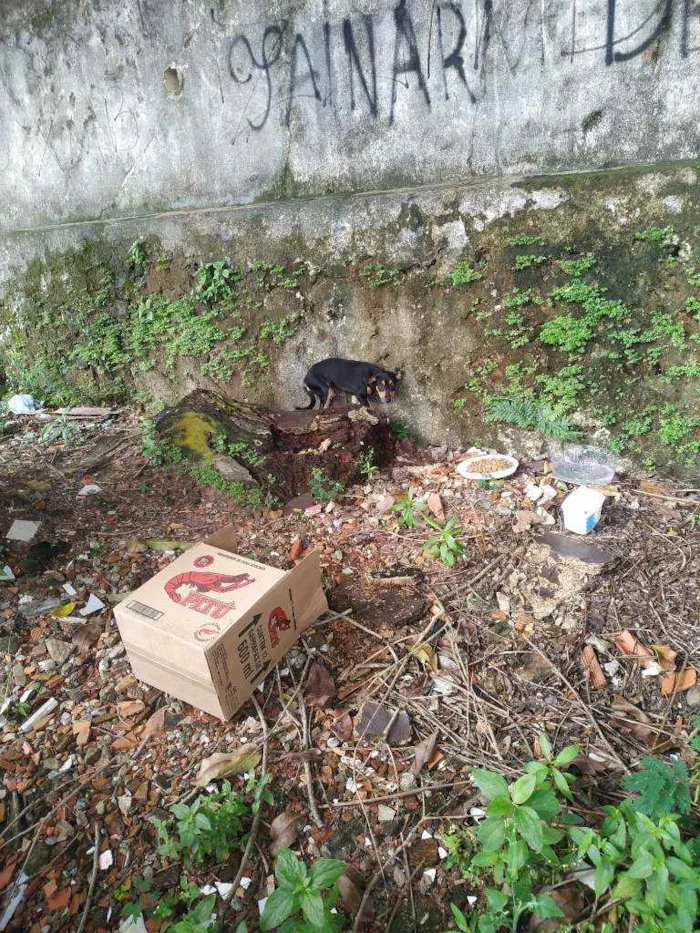 Cachorro ra a Vira lata idade 2 a 6 meses nome Hinata