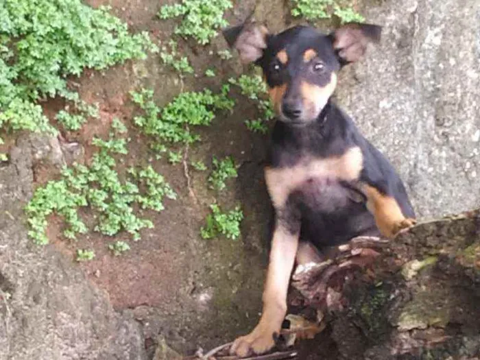 Cachorro ra a Vira lata idade 2 a 6 meses nome Hinata