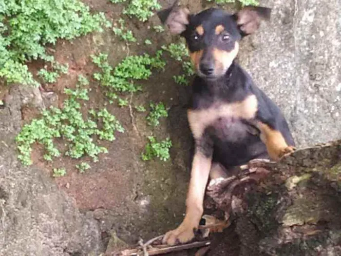 Cachorro ra a Vira lata idade 2 a 6 meses nome Hinata