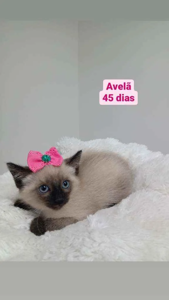 Gato raça Srd idade Abaixo de 2 meses nome Avelã 