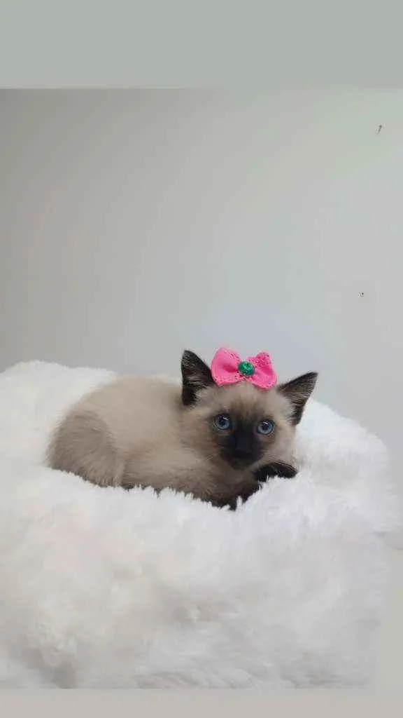 Gato raça Srd idade Abaixo de 2 meses nome Avelã 