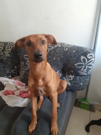Cachorro ra a SRD-ViraLata idade 2 a 6 meses nome Caramela