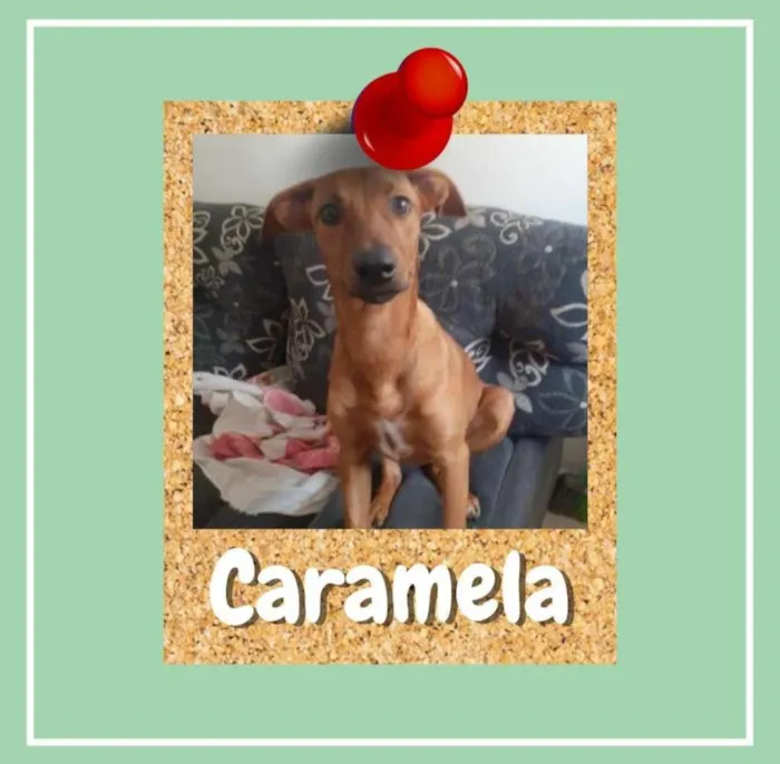 Cachorro ra a SRD-ViraLata idade 2 a 6 meses nome Caramela