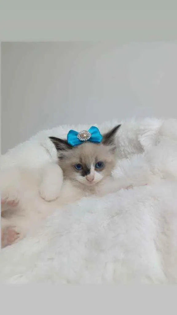 Gato raça Srd idade Abaixo de 2 meses nome Vanilla