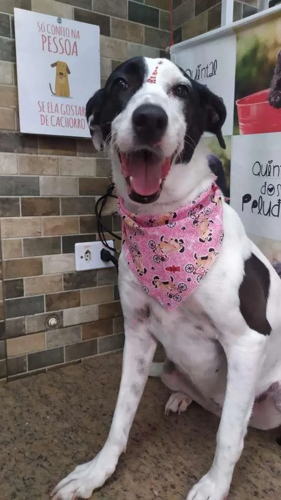 Cachorro ra a SRD-ViraLata idade 3 anos nome Celeste