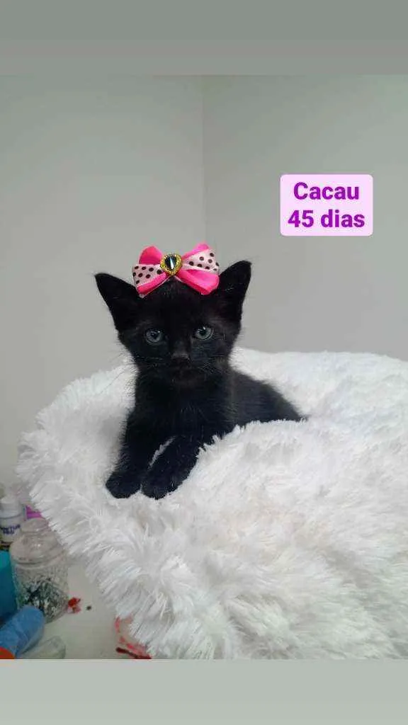 Gato raça Srd idade Abaixo de 2 meses nome Cacau