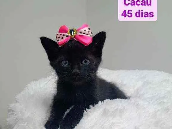 Gato raça Srd idade Abaixo de 2 meses nome Cacau